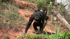 Endangered primate chimpanzee mother carries cute baby chimp ride on her back