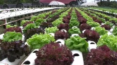 HYDROPONIC FARM Garden Vegetable Cultivation Crop Agricultural Technology