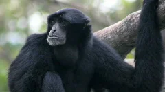 Siamang Gibbon 1