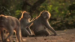 Wild MONKEY FAMILY Grooming Animal Friendship Cooperation Mother Child Simian
