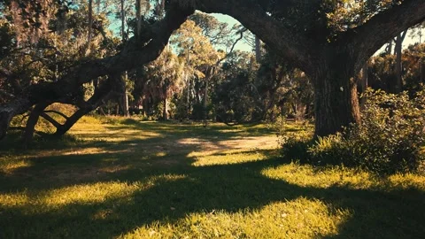 0005Hyperlapse Sunlit Live Oak With Spanish Moss in Park Clearing Casting Long S Stock Footage 333521969