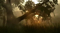 (1142) Fairy Lights Fireflies Summer Meadow Magical Fantasy Woods LOOP
