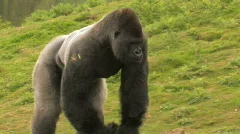 AMBAM Huge Gorilla gorilla Forages for Food