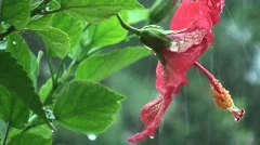 Red Hibiscus In The Rain