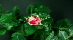 HD1080p Timelapse of red/pink rose growing on black background. Version 1.