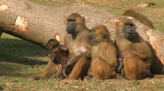 Guinea Baboon Monkey Family