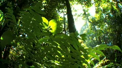 Environmental Rainforest with Audio