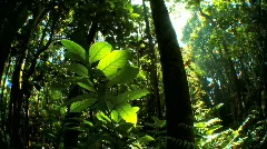 Lush Green  Rainforest Flora with Audio