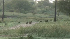 herd baboons crossing road