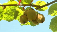 kiwi fruits growing on tree
