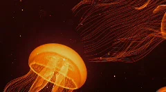 Jellyfish Nightlights Orange