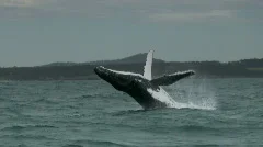 Humpback Whale Breaching Slow Motion - Jumping, Ocean