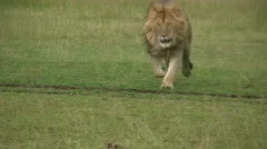 lion running towards camera