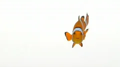 Clownfish, slow motion swimming.