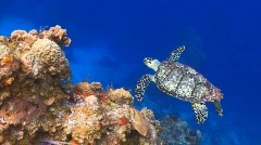 Turtle swimming over coral reef ocean marine wildlife