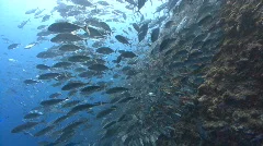 Huge school of silver fish