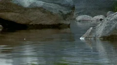 Creek background fish jump