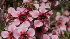 Pink New Zealand Tea tree and bee