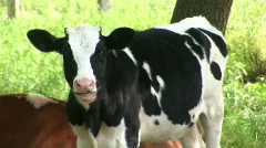 Calf and Cow