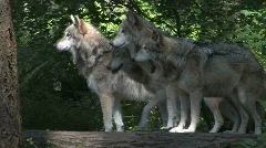 Four Gray Wolves
