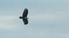 Eagle Soaring - Brahminy Kite, Bald Sea Hawk