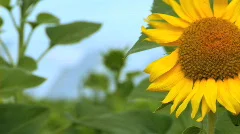 Sunflowers & Solar Energy