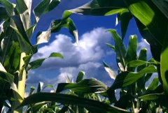 Time Lapse - Corn Field Against Blue Sky