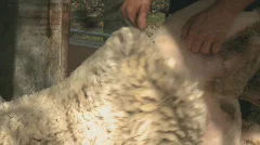 sheep being sheared of its wool