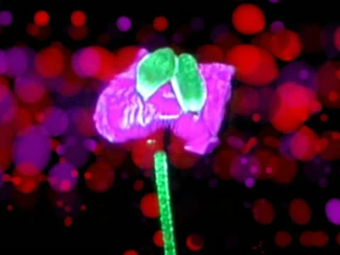 00080 VJ Loops  - LoopNeo 768 X 576 库存影片 10889020