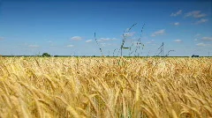 Wheat corn field