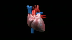 Human Heart CU, 360 Degree Rotation