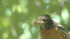 Closeup of American Robin Songbird with Insects and Bugs in Mouth