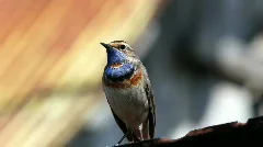 male Bluethroat