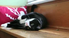cat rolls over