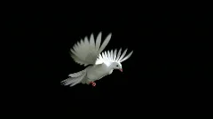 White Dove in Flight