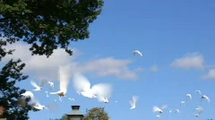 Releasing Doves Symbolize Peace