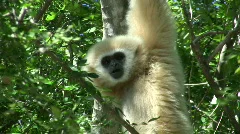 Wild White Gibbon Monkey Primate Hanging in Jungle Forest Tree Monkey Ape