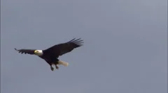 Bald Eagle in Flight 