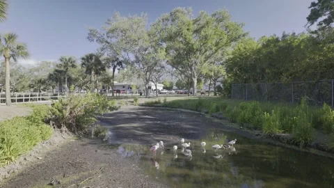 0008White Ibis Group Wading in Shallow Wetland Water With Reflections and Muddy Stock Footage 333770585