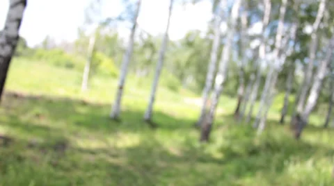 0009 Birches Video stock 32477092