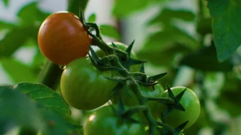 00092029 Stock Footage 159756193