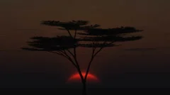 sunrise large sun acacia tree