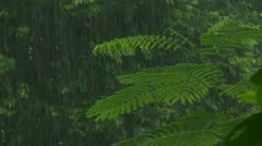 Heavy tropical rain falling down in the jungle  rain forest, monsoon, storm, rai