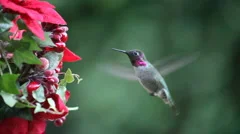 hummingbird at Christmas feeder