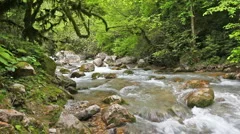 mountain river in forest