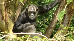 Chimpanzee tree P1