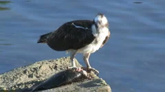 Osprey Tearing Into Flopping Fish