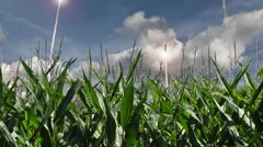 Nuclear Missile Launches over Corn Field