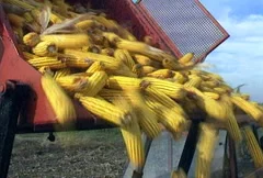 Unloading Corn