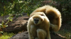 WILD GIBBONS MONKEY Grooming Ape Forest Jungle Endangered Animal Primate